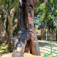 Exploring the serenity of Lalbagh Garden 