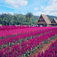 Beautiful day in Hokkaido Flower Park Khaoyai