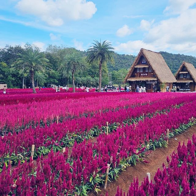 Beautiful day in Hokkaido Flower Park Khaoyai