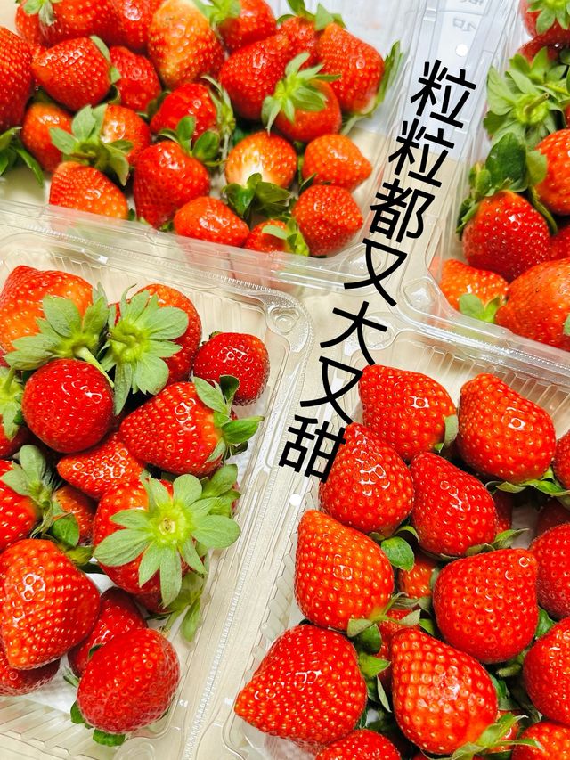 又係時候摘士多啤梨