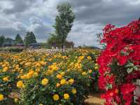 IBARAKI FLOWER PARK