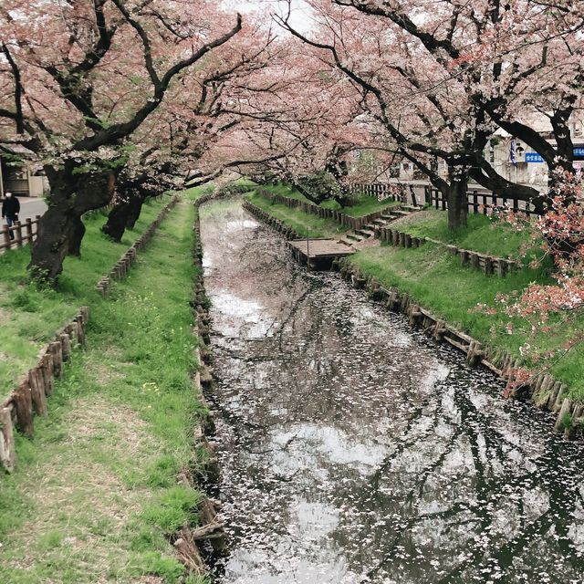 【東京近郊】川越新河岸川櫻並木，欣賞粉紅色的河川🌸