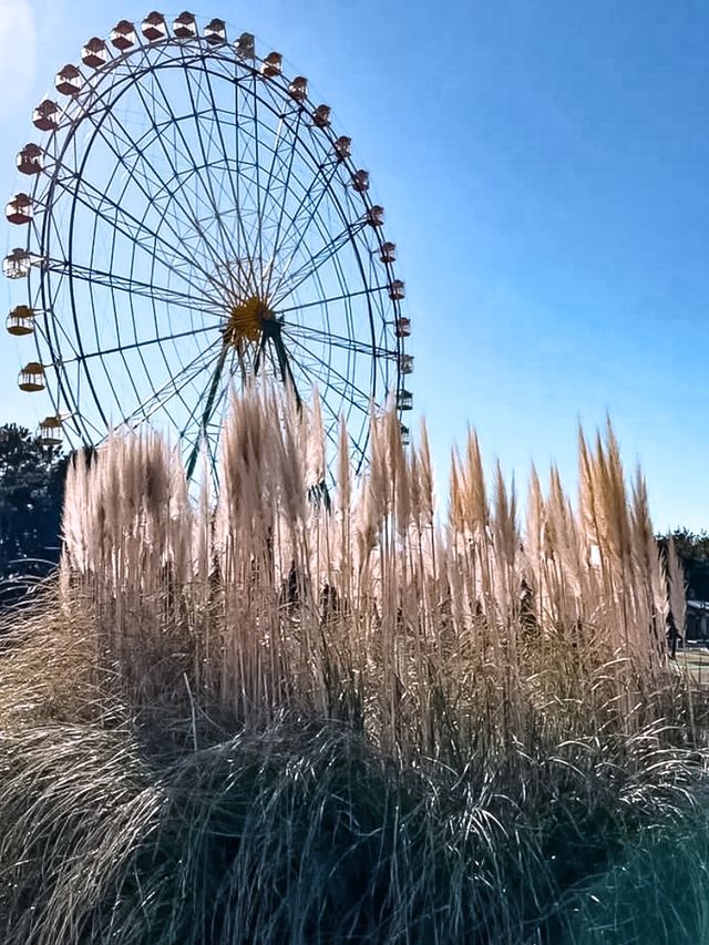 日本必打卡粉蝶花花海進國營常陸海濱公園🌿 