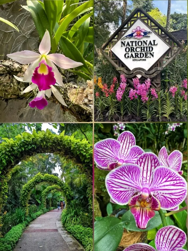 Gorgeous blooms@ National Orchid Garden