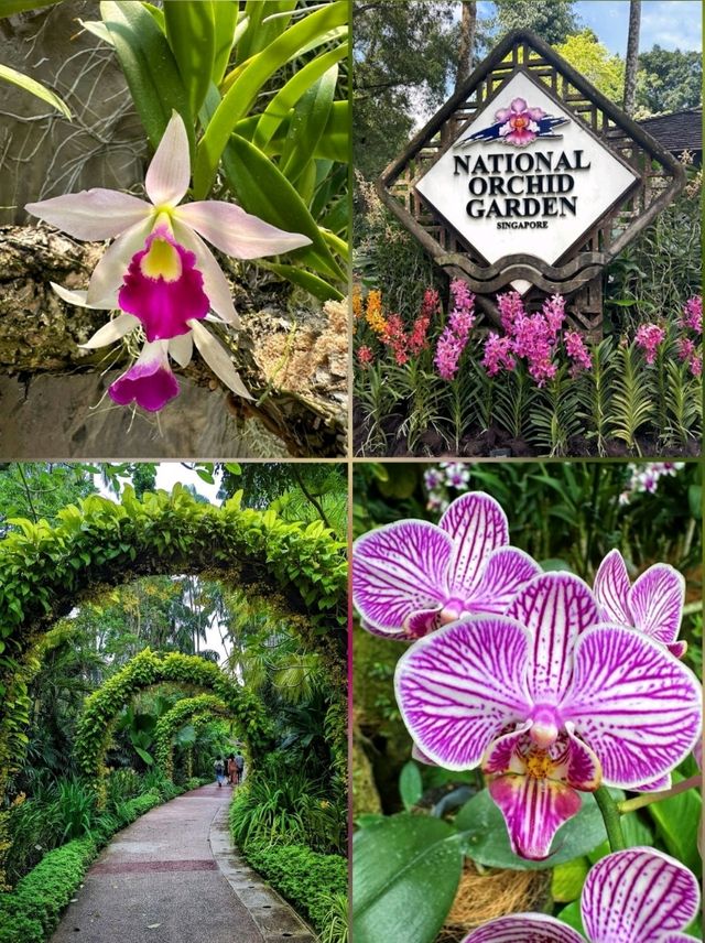 Gorgeous blooms@ National Orchid Garden