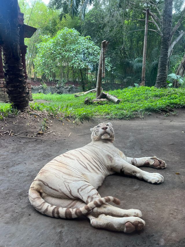 峇里親子遊❤️最大動物園😳Bali Safari and Marine Park🙈