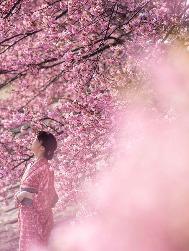 乙川添いに植えられた約800ｍの桜並木は圧巻🌸乙川・河津桜