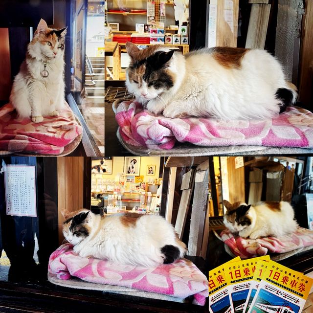 【貴志駅😺】來探探最可愛的駅站長——二代玉