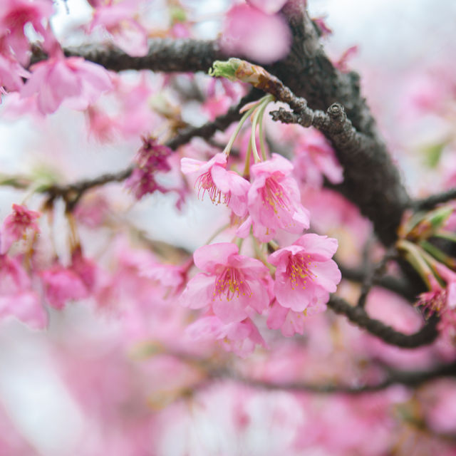 【東京】スカイツリー×桜🌸が撮れる穴場スポット📷´-