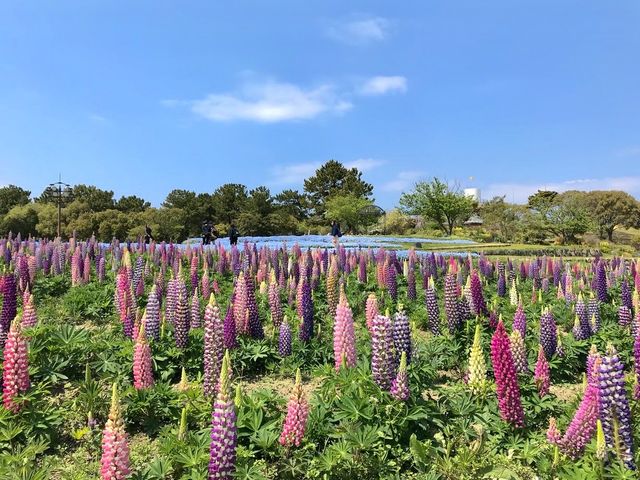 Uminonakamichi Seaside Park