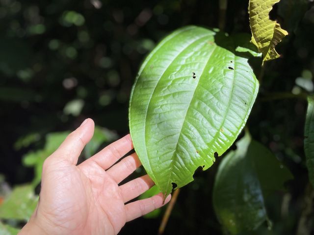 Showing diverse tropical rainforest families.