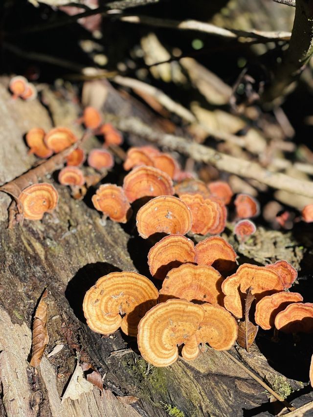 Fungi species found in Mulu National Park.