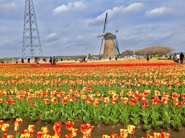 Tulip Fields in Chiba