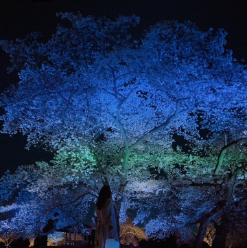 夜桜 桜攻略】夜桜を楽しむコツ🌙🌸 | Trip.com 東京