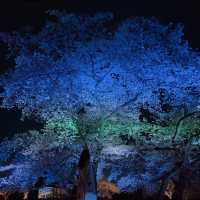 【桜攻略】夜桜を楽しむコツ🌙🌸