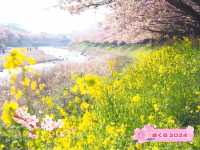 静岡河津町の河津桜