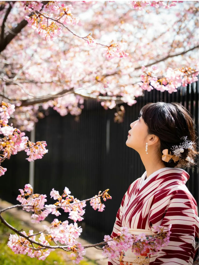 京都で1番最初に咲く桜🌸京都伏見『淀水路の河津桜』