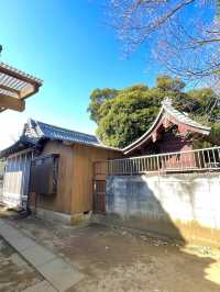 【九重神社/埼玉県】川口市指定の保存樹木「スダジイ」が圧巻！