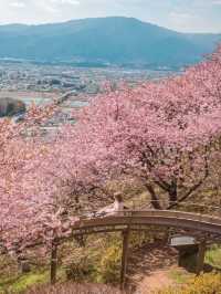 Matsuda Sakura Festival ชมซากุระบานก่อนที่สวยสุด