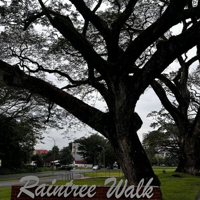 Taiping - Raintree walk