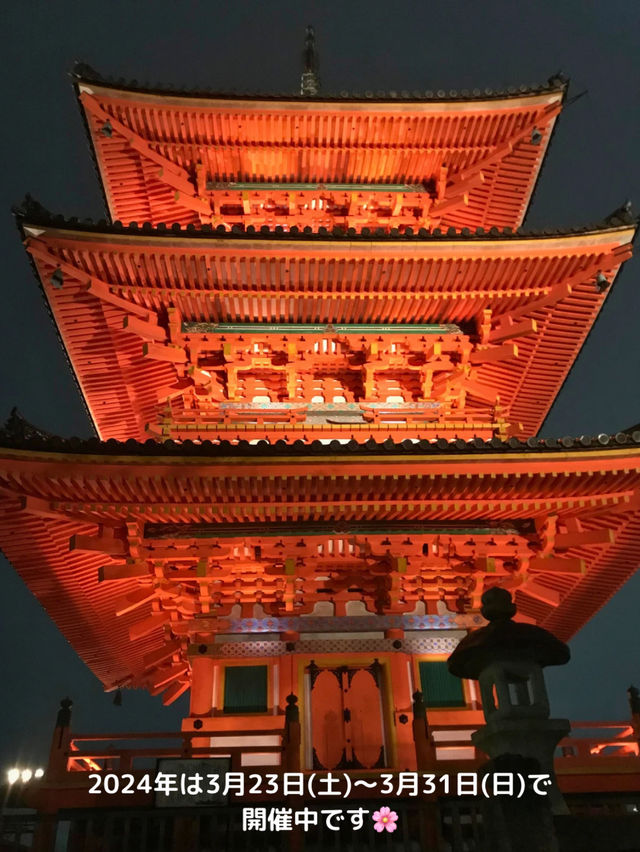 【京都 東山】約1週間限定🌸春の夜間拝観で見る清水寺の桜