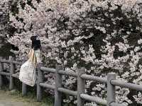 Harumeki Sakura ซากุระบานสวยที่ Kanagawa