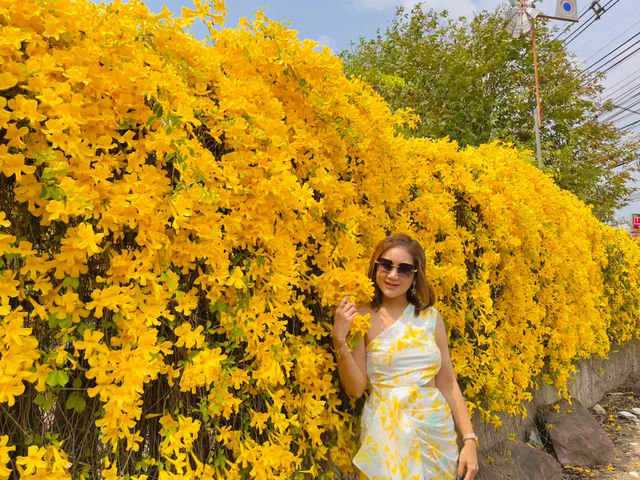 ถ่ายรูปกับดอกเหลืองชัชวาล@พนัสนิคม จ.ชลบุรี