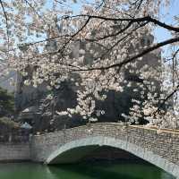 Discovering Seoul's Cherry Blossom Hotspots