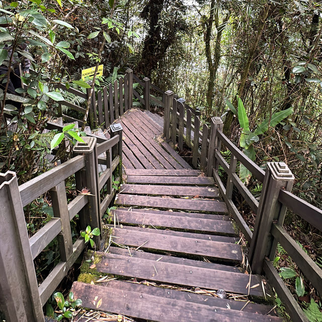 Mossy Forest @Cameron Highland, Malaysia