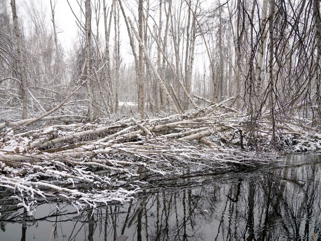 알래스카의 자작나무숲 트래킹을 경험해 보세요! ❄️페어뱅크스❄️