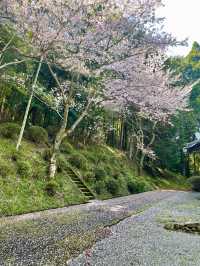 【久留米】あまり知られていない桜の名所