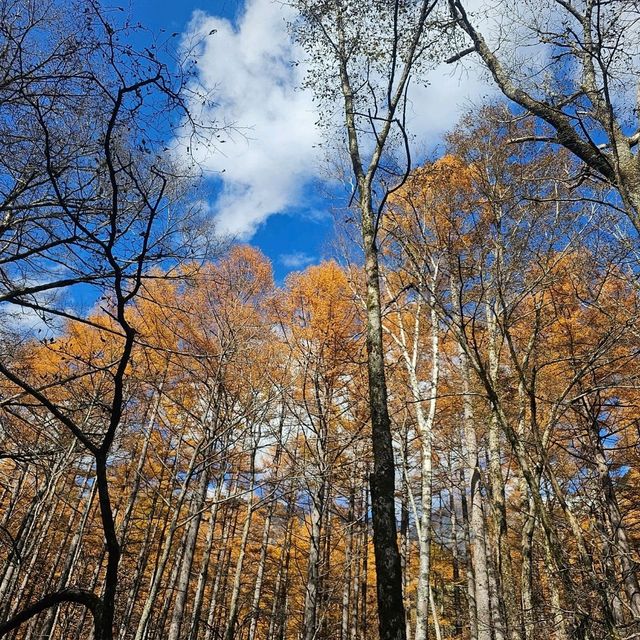 kamikochi to karasawa แบกเป้เดินเขา!!!