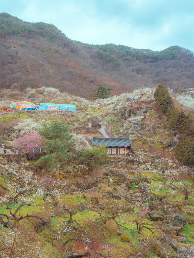 1년치 매화꽃을 다 볼 수 있는 “광양매화마을”