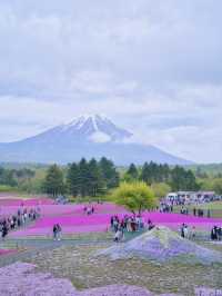 【山梨】上の桜から下の桜へ🌸首都圏最大級✨映え意識高すぎスポット紹介🤩※映え情報付き 