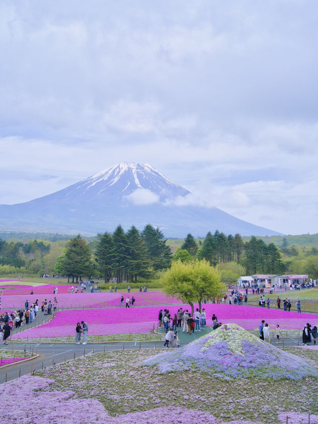 【山梨】上の桜から下の桜へ🌸首都圏最大級✨映え意識高すぎスポット紹介🤩※映え情報付き 