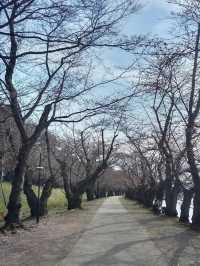 🌸弘前公園：春季賞櫻，美不勝收🌸