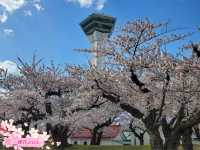 🌸【北海道函館】🌸五稜郭公園櫻花季，留下回憶