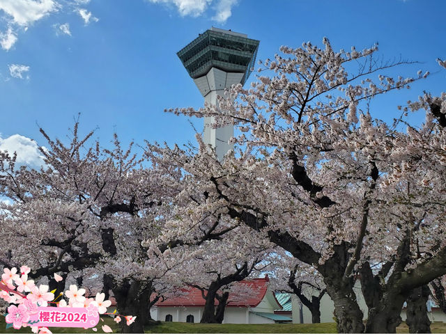 🌸【北海道函館】🌸五稜郭公園櫻花季，留下回憶