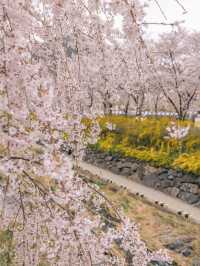 대구 수양벚꽃과 개나리 명소, 욱수골🌸