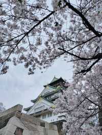 大阪城公園～必去免費賞櫻地點🌸