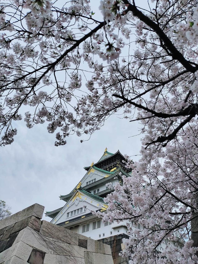 大阪城公園～必去免費賞櫻地點🌸