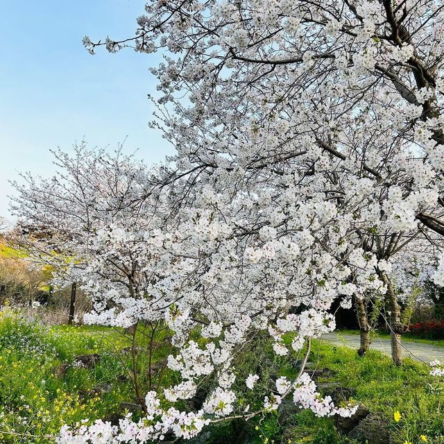 Stunning Cherry Blossom in Jeju Islands