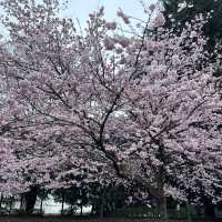 錦町公園 搖曳在陽光下的櫻花，姿態美不勝收