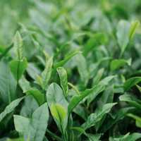 熊空茶園：美麗茶園