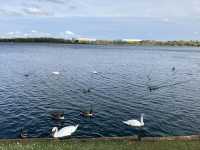 Milton Keynes 兩大湖畔一天遊 @ 春遊英國