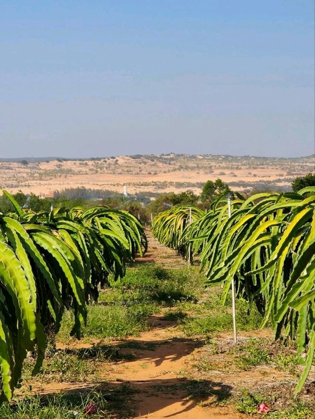 베트남의 샌프란시스코🏜