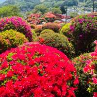 【長野県/岡谷　色とりどりのカラフルな”つつじ”が美しく咲き誇る 『鶴峯公園』】