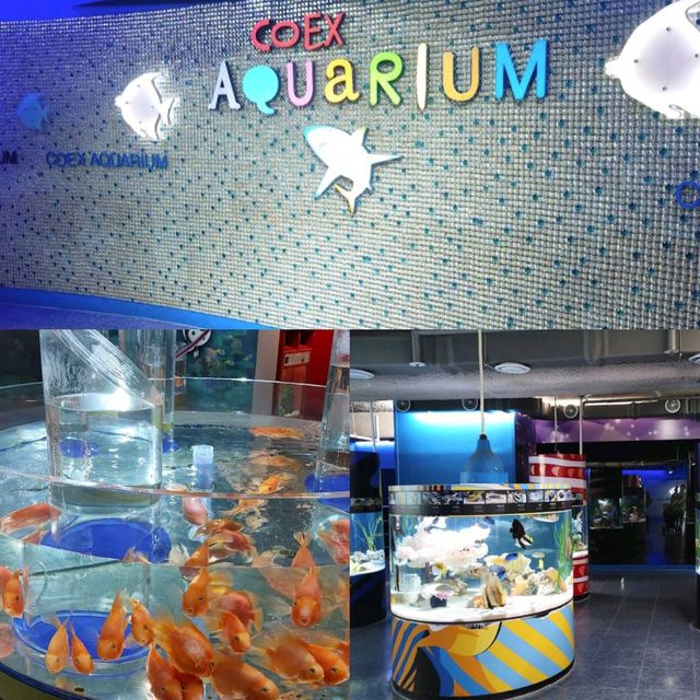 【首爾】Coex Aquarium：夢幻水之旅，方便位置