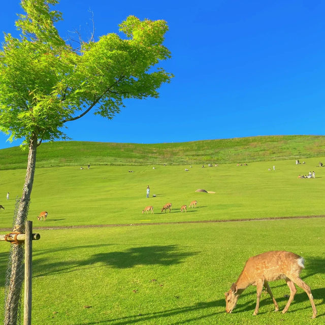 【吉隆坡】鹿園：野生動物與大自然的完美結合，讓您親近奇珍異景
