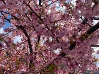 【日本廣島景點】縮景園之三：除了日櫻🌸還有限定活動：夜櫻🌸被夜櫻埋沒的縮景園更令人陶醉🌸